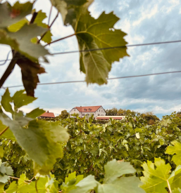 Nakup trsnih cepljenk na Dolenjskem