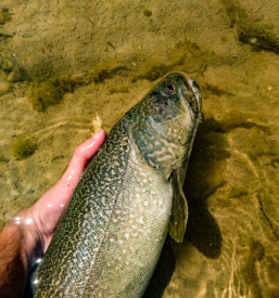 Fischerfamilie Soča