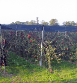 Betonske sohe za vinograd