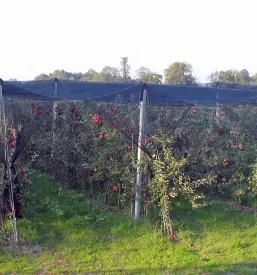 Betonske sohe za vinograd
