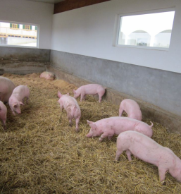 Ekološko kmetijstvo MS