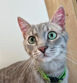 Pregled živali v Radomljah