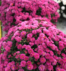 Pestra prodaja cvetja Bizeljsko