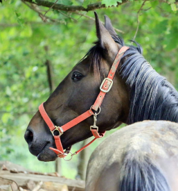 Veterinar za konje Murska Sobota