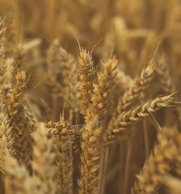 Prodaja sadnih in trsnih sadik in cepljenk