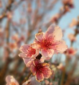 Prodaja trsnih sadik Slovenija