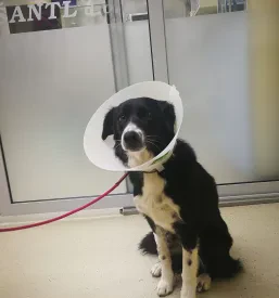 Veterinar Pomurje