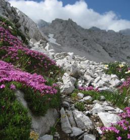 Planšarija Logarska dolina prenočišča
