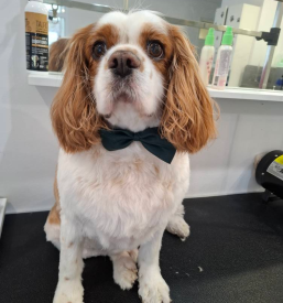 Pasji salon na Koroškem