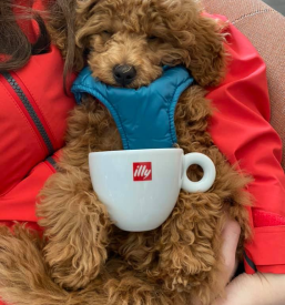 Dober bar Lenart v Slovenskih Goricah, Podravska