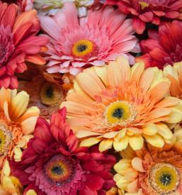 Žalno cvetje Zasavje - Cvetličarna Joli