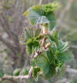 Prodaja trsnih sadik in cepljenk Slovenija