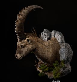 Preparacija živali, lovske trofeje Goriška