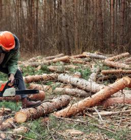 Posek dreves Gornji Grad