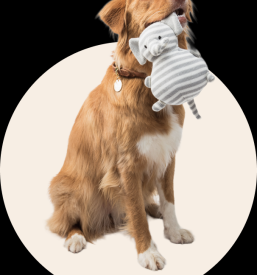 Medicinske blazine za pse