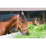 Gaj Dobnikar - nosilec d.d.k