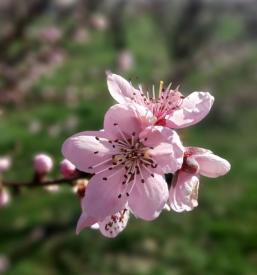 Prodaja sadnih cepljenk