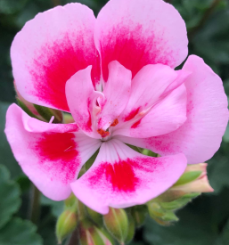 Urejanje vrtov Bizeljsko - Vrtnarstvo Mohor