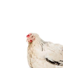 Ugodna dobra perutnina Litija