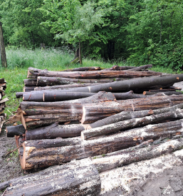 Sečnja dreves Gornji Grad