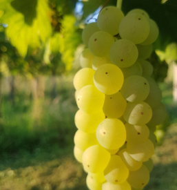 Odlično vino Maribor, okolica, Štajerska