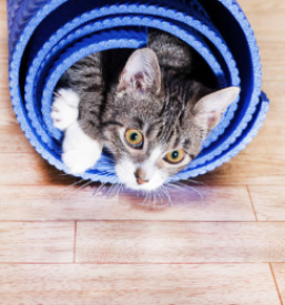 Medicinske blazine za mačke