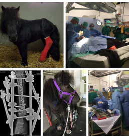 Veterinar Murska Sobota