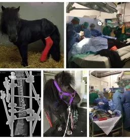 Veterinar Murska Sobota