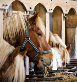Tabor za otroke s konji Ljubljana, okolica