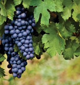 Prodaja sadnih in trsnih sadik