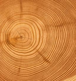 Wholesale of lumber to Arab countries