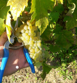 Vinogradi Štajerska