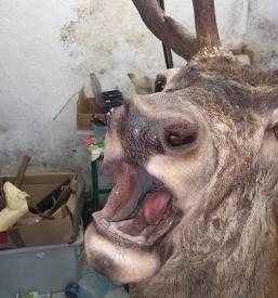 Gačenje živali za trofeje Slovenija