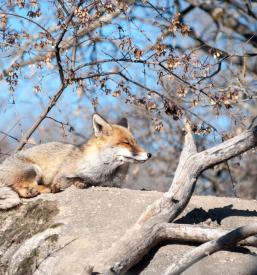 Predavanja o živalih Koroška