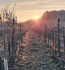 Vrhunska penina Maribor, okolica, Štajerska