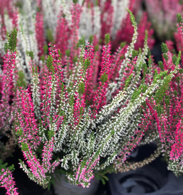 Kvalitetna prodaja cvetja