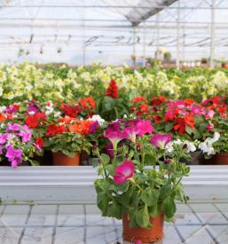 Ugodno balkonsko cvetje Črenšovci, Pomurje