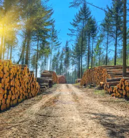 Odkup in prevozi hlodovine Savinjska