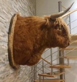 Preparacija živali, lovske trofeje Obala