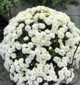 Raznolika prodaja cvetja Bizeljsko