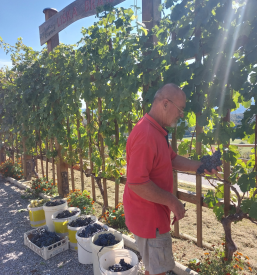 D. V. Lisec Dobrnič