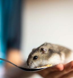 Najboljša veterinarska ambulanta za živali Gorenjska