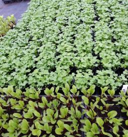 Dobra vrtnarija Maribor in okolica