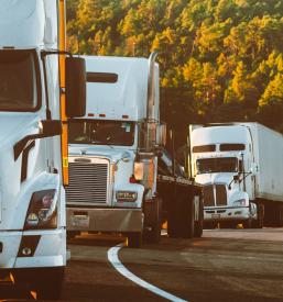 Veleprodaja in izvoz vrhunskih olj in masti Slovenija in tujina