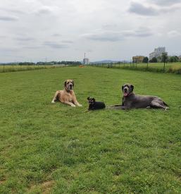 Oddaja pasjega poligona