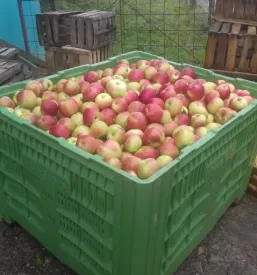 Jabolčno žganje Podravska, Štajerska