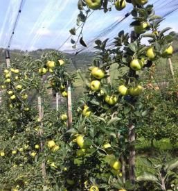 Jabolčno žganje Podravska