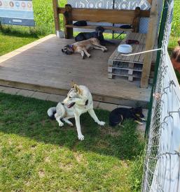 najem pasjega poligona Osrednja Slovenija 