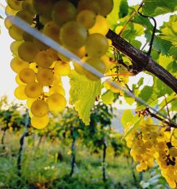 Kmetija za prenočišče Štajerska