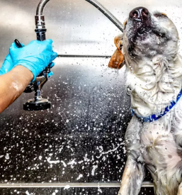 Pasje striženje Topolšica